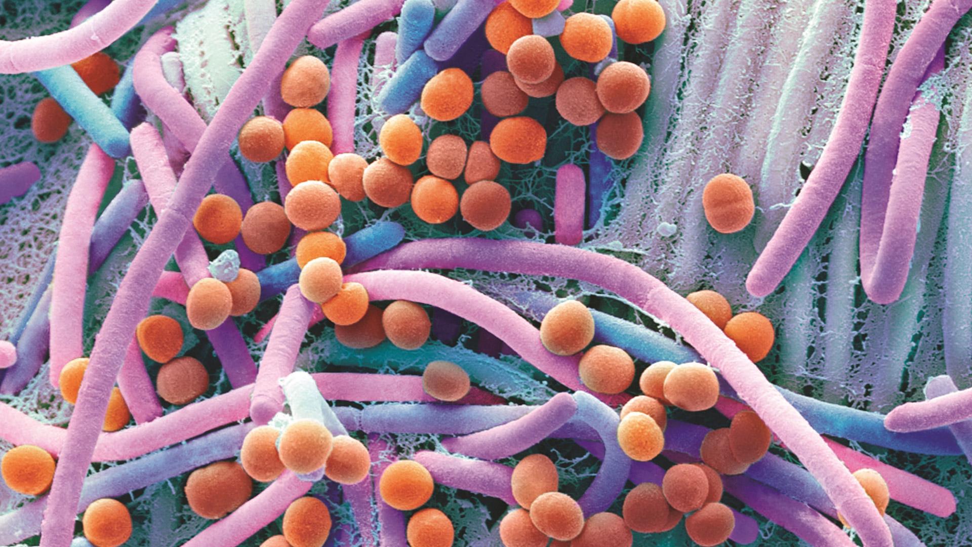Imagem realista que ilustra uma microbiota